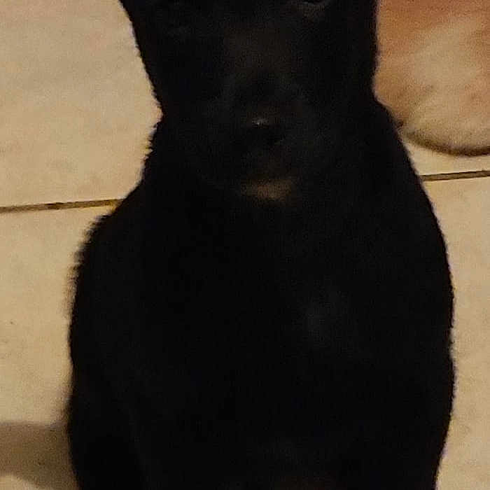Noche