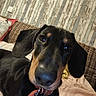 dog, black_and_tan, long_eared, dachshund, hound, pet, portrait, close_up, indoors, wicker_sofa, cushion, blanket, collar, dog_tag, brown_eyes, floppy_ears, rustic_wall, home, sitting, cute