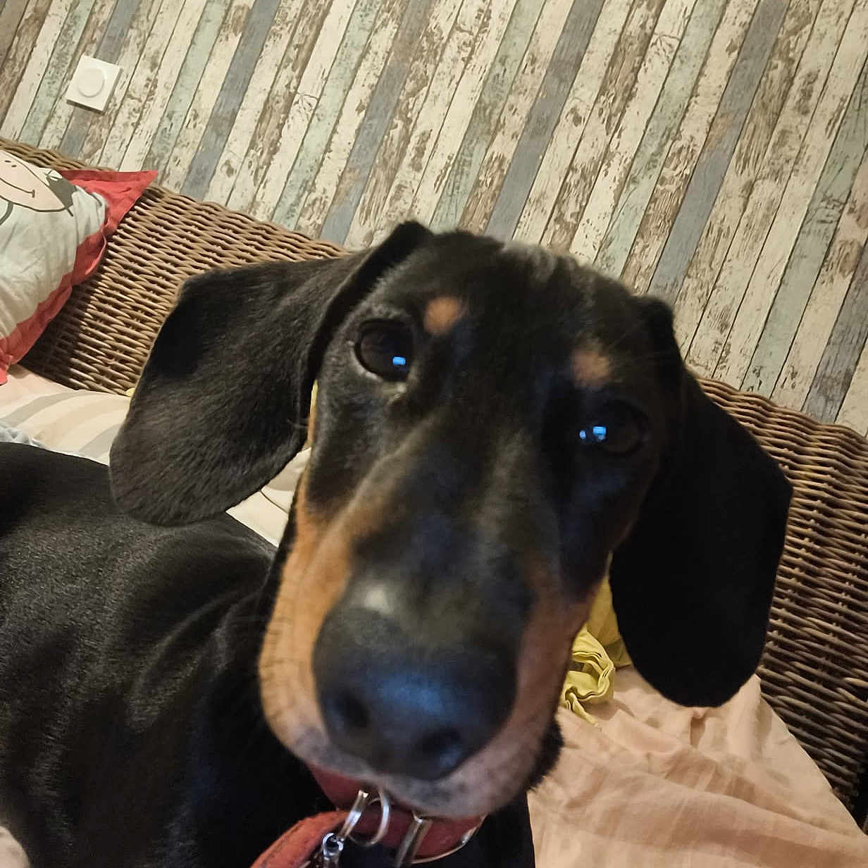 Bowie participe au concours pour gagner de l'argent avec cette photo : dog, black_and_tan, long_eared, dachshund, hound, pet, portrait, close_up, indoors, wicker_sofa, cushion, blanket, collar, dog_tag, brown_eyes, floppy_ears, rustic_wall, home, sitting, cute