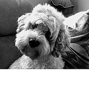 Sir Wallace is registered to the contest to win money with this photo: animal, black_and_white, close_up, companion, couch, cozy, curious, curly_fur, dog, domestic, eyes, fluffy, fur, furniture, hat, indoor, nose, pet, portrait, texture