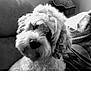 animal, black_and_white, close_up, companion, couch, cozy, curious, curly_fur, dog, domestic, eyes, fluffy, fur, furniture, hat, indoor, nose, pet, portrait, texture