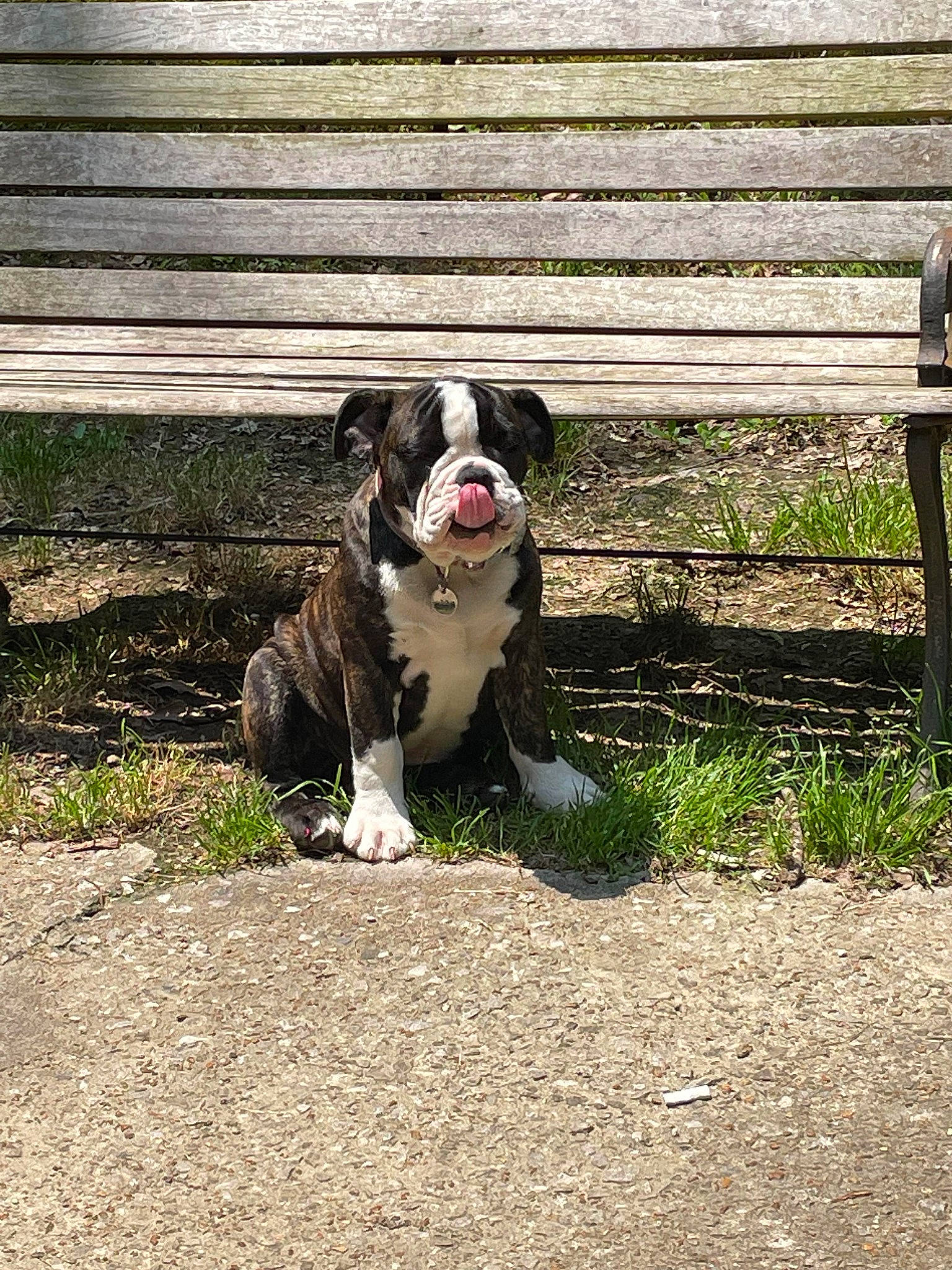 Izzy joined the competition — help win amazing prizes! bulldog, canidae, carnivore, companion_dog, dog, dog_breed, dog_collar, fence, grass, leash, molosser, outdoor_bench, outdoor_furniture, plant, snout, soil, sporting_group, tail, terrestrial_animal, working_animal