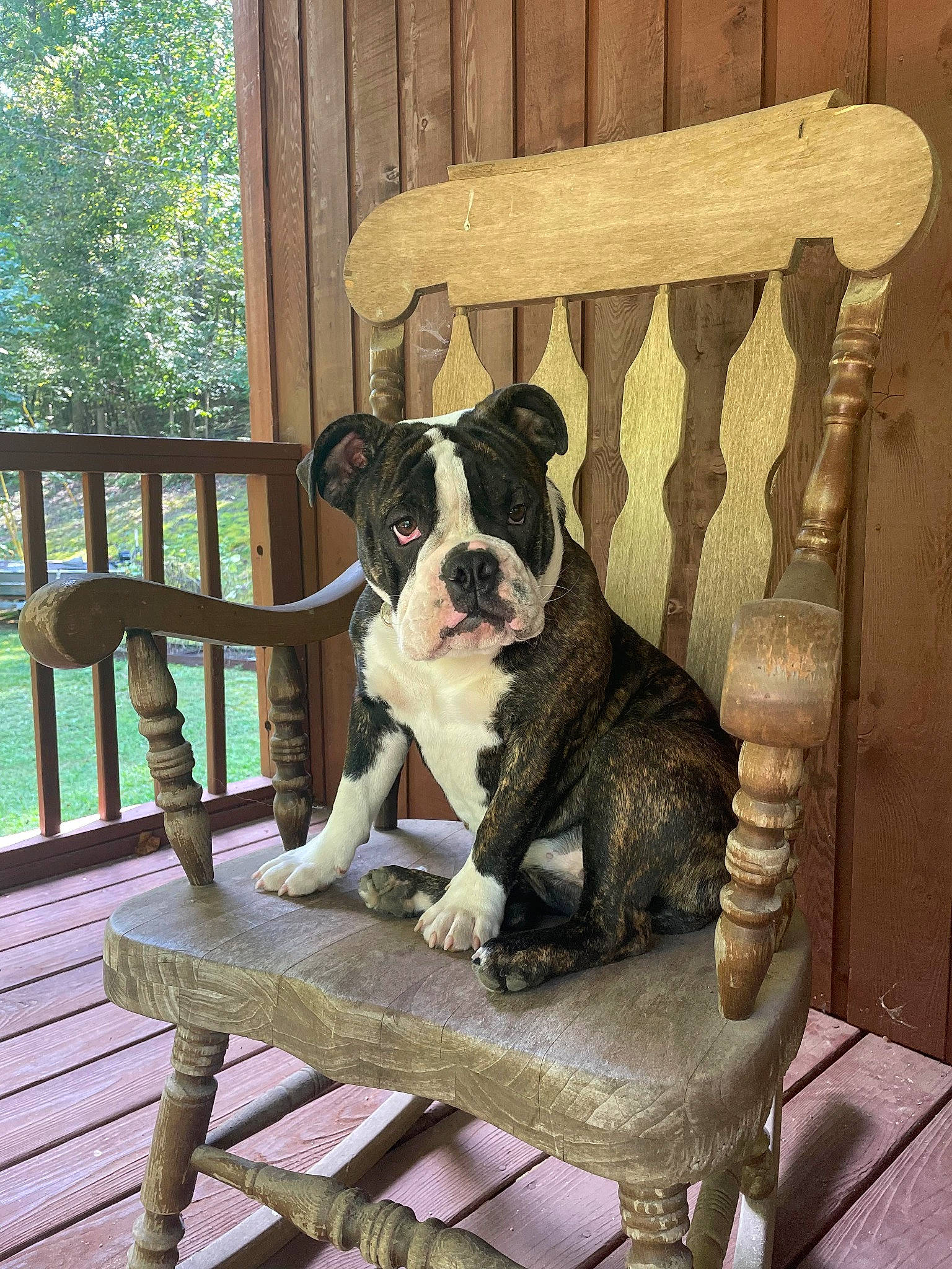Izzy joined the competition — help win amazing prizes! canidae, carnivore, companion_dog, dog, dog_breed, fawn, grass, hardwood, house, molosser, outdoor_bench, outdoor_furniture, plant, porch, snout, sporting_group, tree, window, wood, working_animal
