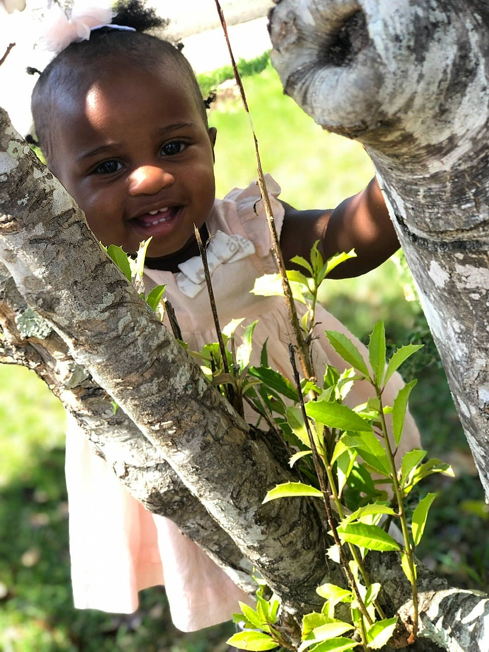 Epiphany joined the competition — help win amazing prizes! adaptation, botany, child, joy, person, plant, tree, trunk