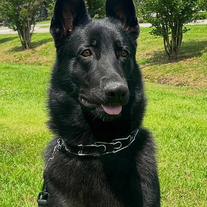 Rumbo joined the competition — help win amazing prizes! dog, black_dog, outdoor, grass, trees, leash, collar, pet, canine, sunlight, park, animal, sitting, nature, friendly, alert, portrait, daytime, ears_up, tongue_out