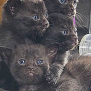 Death Eater Gang is registered to the contest to win money with this photo: adorable, animal, blue_eyes, cat, closeup, cute, feline, fur, indoor, kitten, mammal, paws, pet, pile, resting, sleepy, snuggling, soft, whiskers, young