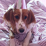 Robin a rejoint le concours — aidez-le/la à gagner de superbes lots ! dog, party_hat, bed, striped_sheets, heart_pillow, pink, brown_and_white, pet, fur, paws, indoors, cozy, resting, cute, animal, canine, relaxed, soft_fabric, blanket, comfort