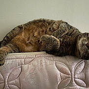 Evie is registered to the contest to win money with this photo: cat, tabby_cat, pet, feline, whiskers, paw, mattress, upholstery, fabric, fur, cute, relaxed, lying_down, resting, indoor, home, closeup, portrait, big_eyes, striped