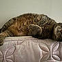 cat, tabby_cat, pet, feline, whiskers, paw, mattress, upholstery, fabric, fur, cute, relaxed, lying_down, resting, indoor, home, closeup, portrait, big_eyes, striped