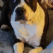 Auggie is registered to the contest to win money with this photo: dog, pet, animal, indoor, blanket, brown, white, fur, face, paws, lying_down, looking, cozy, soft, close_up, canine, domestic_animal, resting, portrait, cute