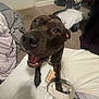 Mamba joined the competition — help win amazing prizes! dog, pet, smiling, happy, indoors, bed, blanket, carpet, black_dog, excited, closeup, playful, animal, canine, fur, snout, teeth, ears, home, collar