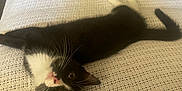 Alabama is registered to the contest to win money with this photo: cat, black_and_white, pet, animal, bed, blanket, indoor, relaxed, cute, whiskers, fur, tail, ears, eyes, texture, resting, feline, cozy, home, curious