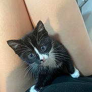 Alabama joined the competition — help win amazing prizes! kitten, black_and_white, cat, pet, animal, blue_eyes, whiskers, fur, paw, lap, indoor, person, skin, legs, cute, small, young, looking_up, domestic_cat, companion