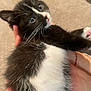 Alabama joined the competition — help win amazing prizes! kitten, cat, black_and_white, fur, whiskers, eyes, pet, animal, cute, young, hand, holding, indoor, soft, curious, feline, closeup, small, domestic, mammal