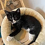 Alabama joined the competition — help win amazing prizes! kitten, cat, black_and_white, cat_bed, feline, pet, indoor, carpet, scratching_post, relaxing, cute, young_animal, whiskers, paws, soft, fur, resting, home, cozy, animal