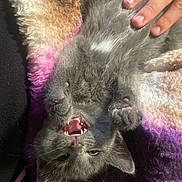 Bentley joined the competition — help win amazing prizes! kitten, cat, gray_cat, playful, mouth_open, teeth, paws, blanket, colorful_blanket, hand, fingers, fur, pet, cute, young_cat, indoor, cozy, resting, animal, feline