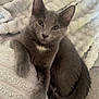 Bentley joined the competition — help win amazing prizes! kitten, gray_cat, pet, feline, animal, cute, young_cat, cozy, blanket, resting, fur, whiskers, ears, paw, tail, indoor, relaxed, soft_texture, curious, sleepy