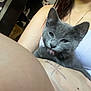 Bentley joined the competition — help win amazing prizes! cat, gray_cat, pet, licking, paw, person, arm, tank_top, wet_hair, indoor, shelf, furniture, wall, tattoo, close_up, cute, domestic_animal, home, relaxing, animal