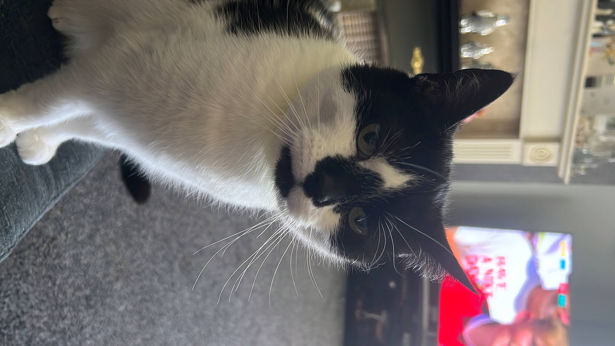 Smudge joined the competition — help win amazing prizes! carnivore, cat, claw, comfort, domestic_short_haired_cat, felidae, fur, paw, small_to_medium_sized_cats, snout, tail, tree, whiskers, window