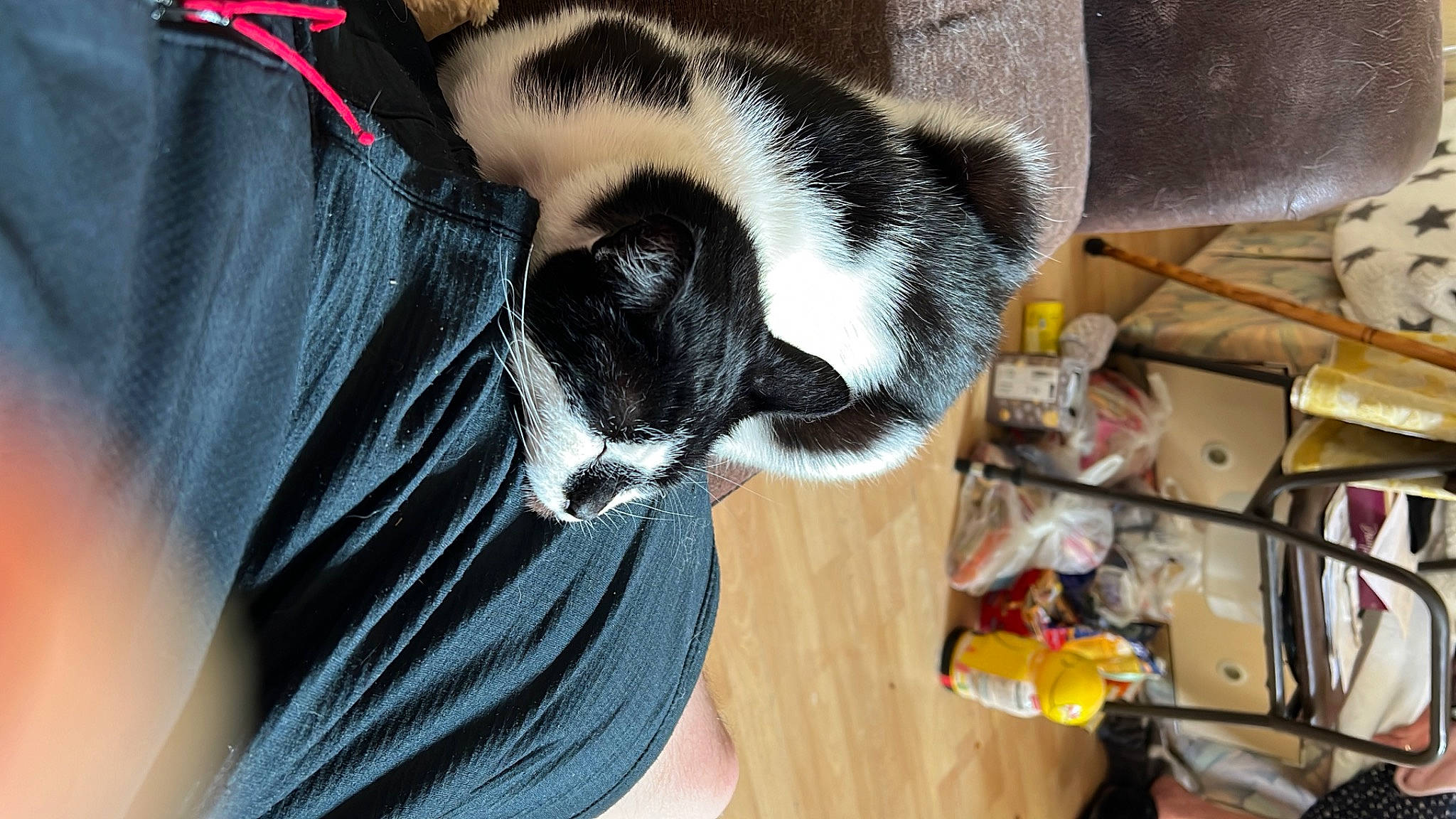 Smudge is registered to the contest to win money with this photo: canidae, carmine, carnivore, claw, comfort, companion_dog, dog, dog_breed, fawn, felidae, foot, fur, human_leg, small_to_medium_sized_cats, snout, sporting_group, tail, terrestrial_animal, whiskers, wood