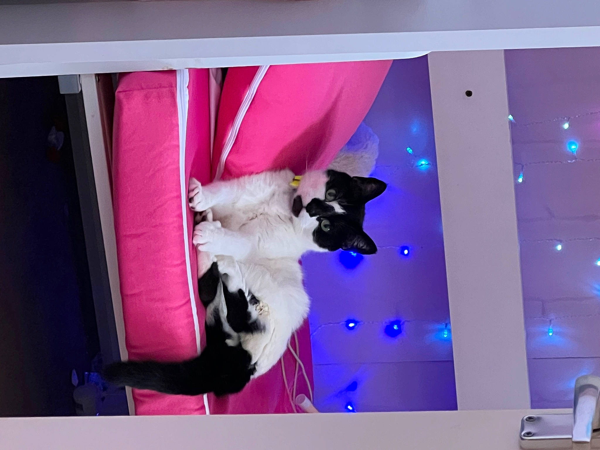 Smudge is registered to the contest to win money with this photo: art, beauty, canidae, carmine, carnivore, chair, companion_dog, dog_breed, electric_blue, event, fawn, felidae, fur, magenta, purple, rectangle, room, sporting_group, violet, window