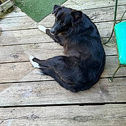Boots joined the competition — help win amazing prizes! artificial_turf, black_dog, canine, chair, companion, daylight, dog, domestic_animal, fur, greenery, looking_back, lounge, nature, outdoor, paws, pet, plank, relaxed, wood, wooden_deck