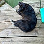 artificial_turf, black_dog, canine, chair, companion, daylight, dog, domestic_animal, fur, greenery, looking_back, lounge, nature, outdoor, paws, pet, plank, relaxed, wood, wooden_deck