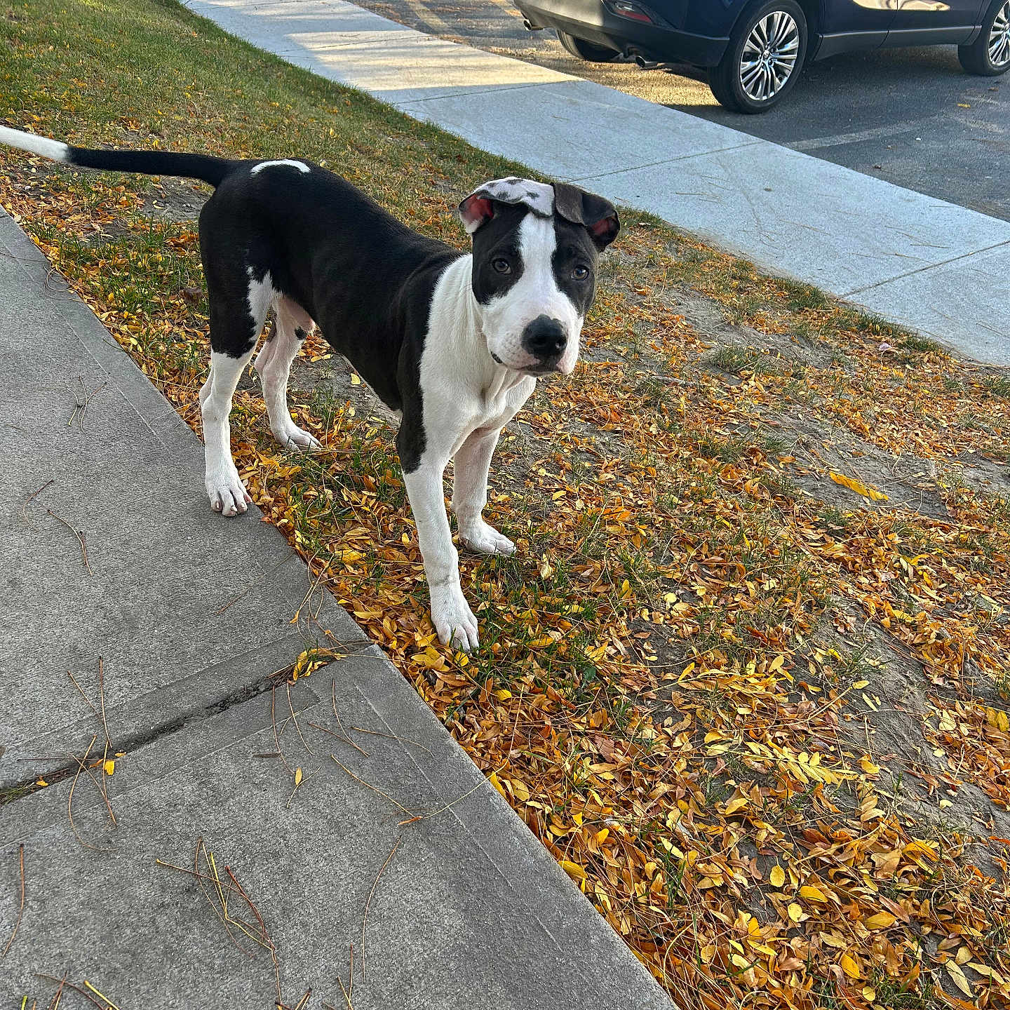 Jaxx is registered to the contest to win money with this photo: alloywheel, animal, canine, car, carwheel, dog, greatdane, machine, path, pet, pointer, road, sidewalk, slate, spoke, suv, tire, transportation, vehicle, wheel