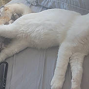 Snowball is registered to the contest to win money with this photo: bed, bedroom, blanket, cat, cats, fluffy, furry, indoor, lying_down, nap, pet, photography, pillow, relaxed, remote_control, sleeping, soft_furnishings, stretched, watermark, white_cat