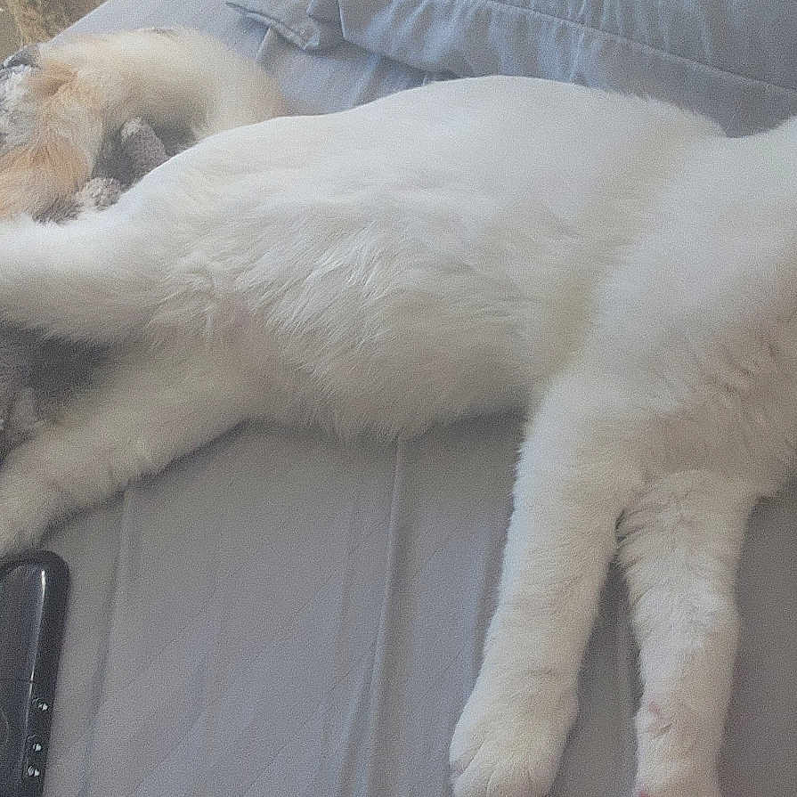 Snowball