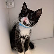 Mr Pickles joined the competition — help win amazing prizes! kitten, cat, black_and_white, tuxedo_cat, collar, blue_collar, whiskers, cute, pet, feline, sitting, indoor, curious, small, young, fur, animal, looking_up, white_paws, wide_eyes
