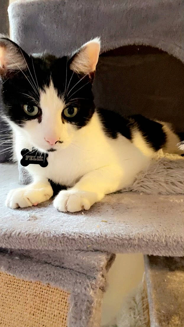 Felix is registered to the contest to win money with this photo: carnivore, cat, claw, comfort, domestic_short_haired_cat, eye, felidae, foot, fur, paw, sitting, small_to_medium_sized_cats, snout, tail, terrestrial_animal, toe, whiskers, wood