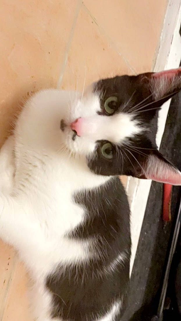 Felix joined the competition — help win amazing prizes! carnivore, cat, claw, comfort, domestic_short_haired_cat, ear, felidae, foot, fur, hardwood, paw, small_to_medium_sized_cats, snout, tail, whiskers