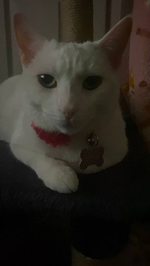 Luna is registered to the contest to win money with this photo: carnivore, cat, domestic_short_haired_cat, ear, fawn, felidae, fur, small_to_medium_sized_cats, snout, tail, whiskers