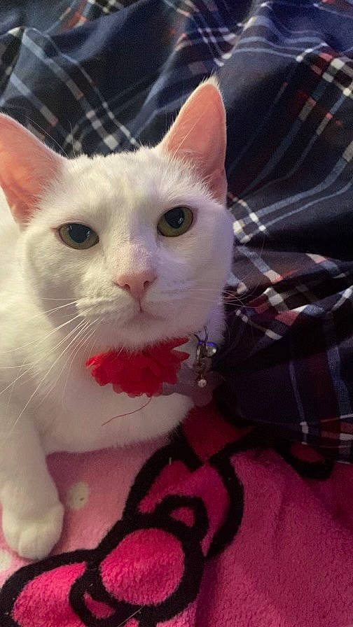 Luna is registered to the contest to win money with this photo: carnivore, cat, claw, domestic_short_haired_cat, ear, felidae, fur, pattern, paw, small_to_medium_sized_cats, snout, tail, vehicle_registration_plate, whiskers