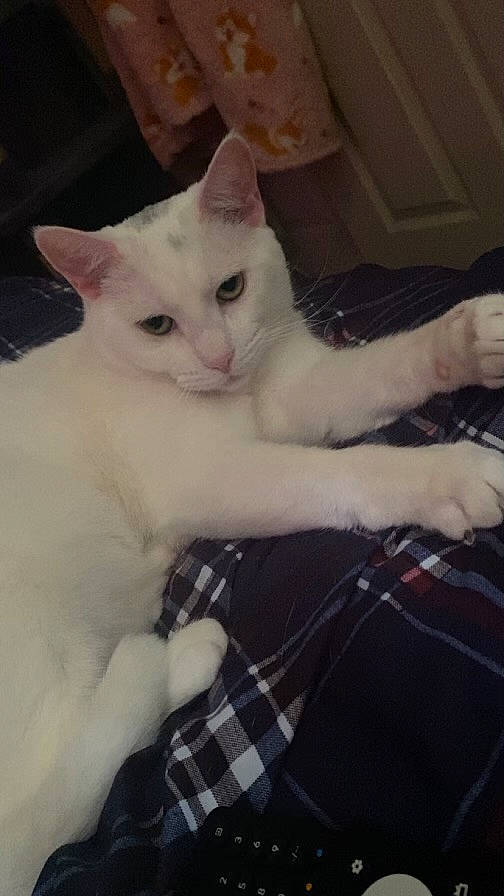 Luna is registered to the contest to win money with this photo: carnivore, cat, claw, comfort, domestic_short_haired_cat, fawn, felidae, foot, fur, lap, pattern, paw, plaid, sitting, small_to_medium_sized_cats, snout, tail, tartan, whiskers