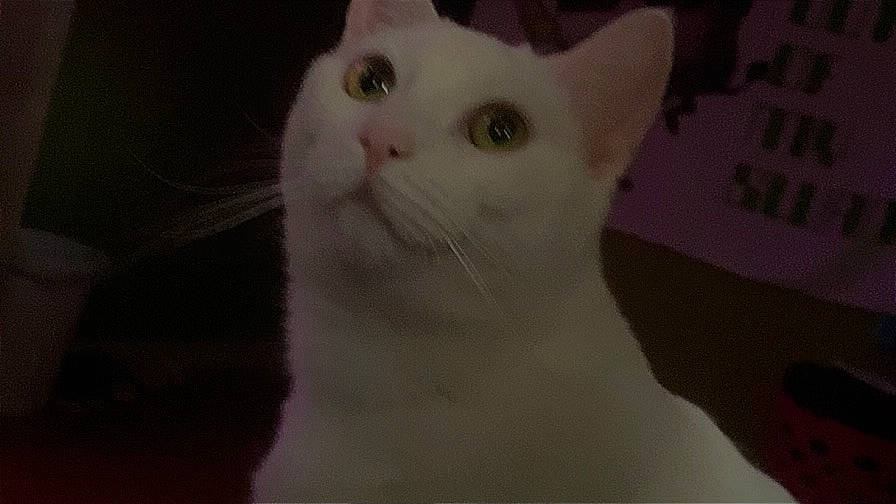 Luna is registered to the contest to win money with this photo: carnivore, cat, domestic_short_haired_cat, ear, felidae, fur, iris, small_to_medium_sized_cats, snout, whiskers