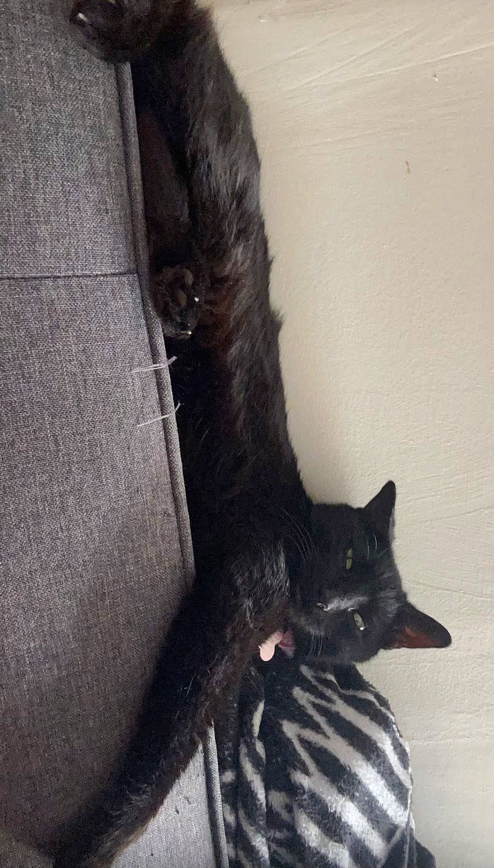 Raven joined the competition — help win amazing prizes! black_cat, carnivore, cat, claw, domestic_short_haired_cat, felidae, fur, grey, human_leg, leg, paw, plant, small_to_medium_sized_cats, tail, thigh, tree, trunk, whiskers, window, wood