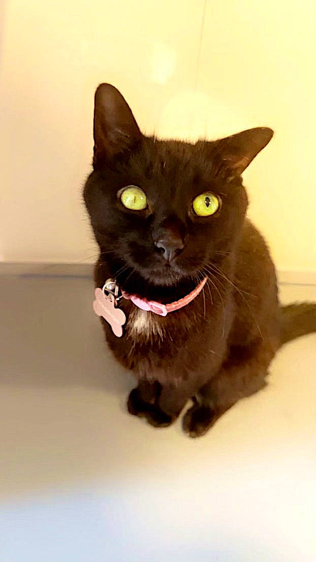 Raven is registered to the contest to win money with this photo: black_cat, bombay, carnivore, cat, domestic_short_haired_cat, eye, felidae, fur, havana_brown, paw, small_to_medium_sized_cats, snout, tail, terrestrial_animal, whiskers