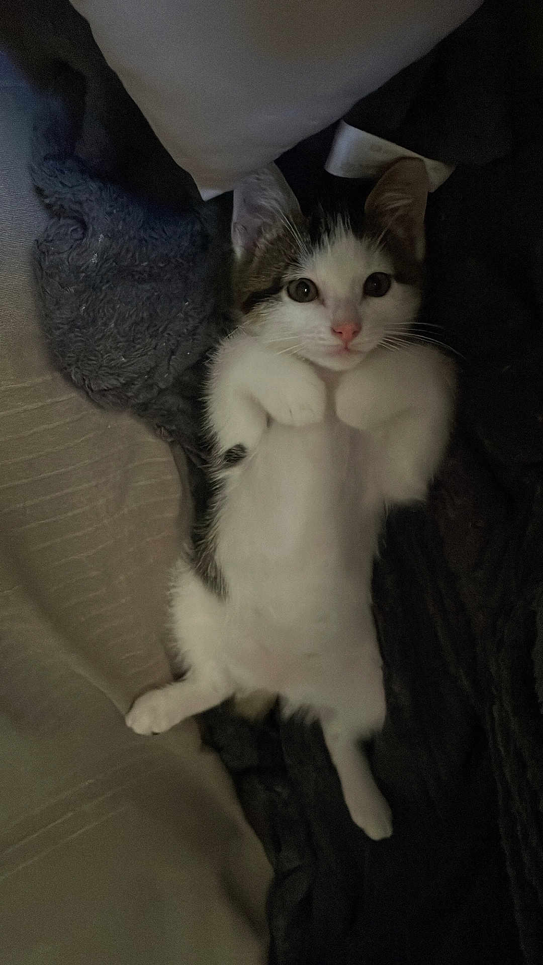 Saya a rejoint le concours — aidez-le/la à gagner de superbes lots ! kitten, cat, pet, animal, cute, lying_down, paws, fur, whiskers, indoors, blanket, soft, cozy, resting, young, curious, sleepy, closeup, domestic, feline