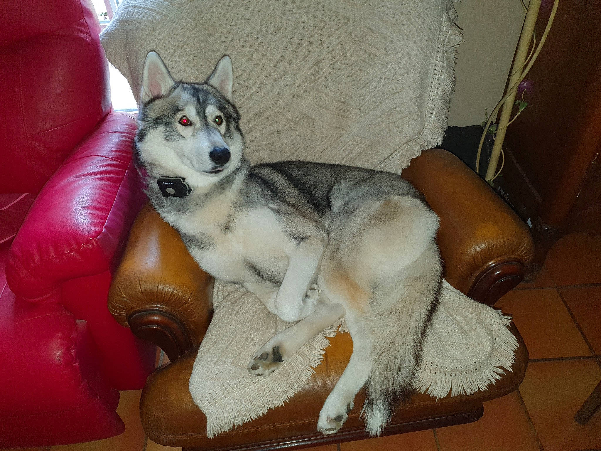 Togo participe au concours pour gagner de l'argent avec cette photo : canidae, carnivore, comfort, companion_dog, couch, dog, dog_breed, dog_supply, flooring, foot, fur, hardwood, paw, recreation, siberian_husky, sitting, sled_dog, small_to_medium_sized_cats, sporting_group, working_animal