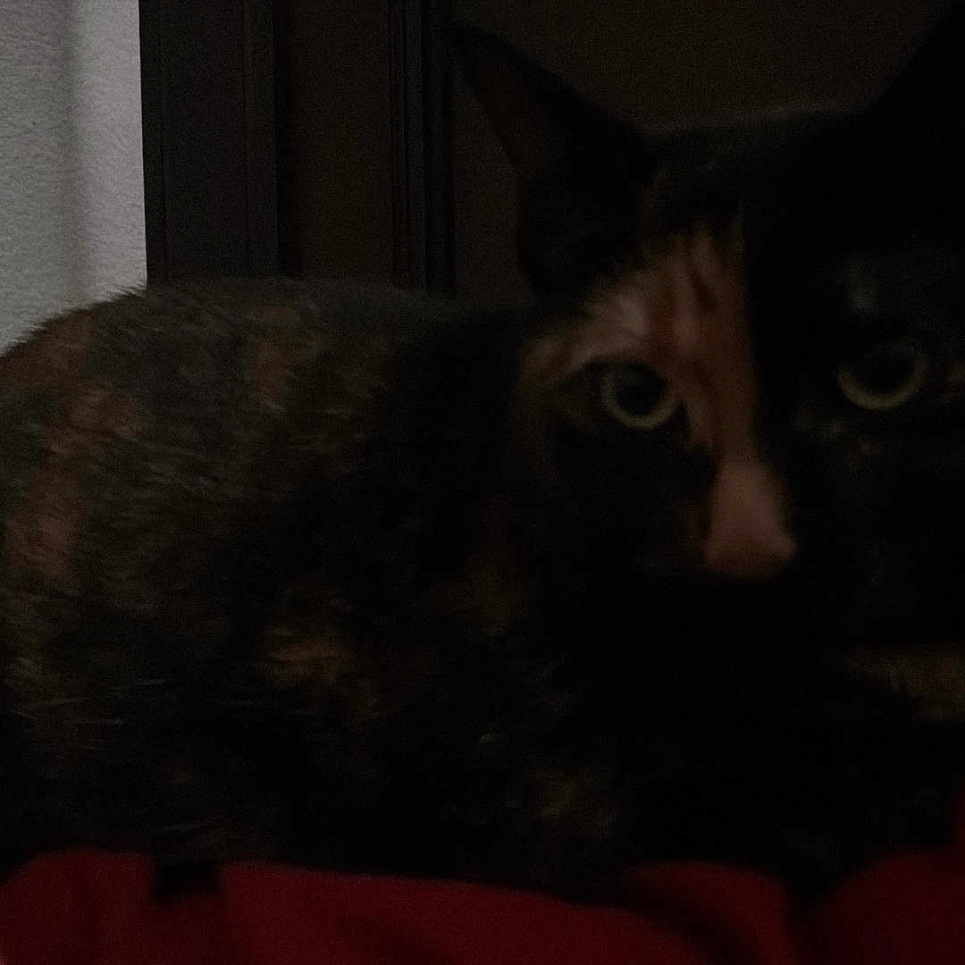 Nazereth joined the competition — help win amazing prizes! animal, bed, blanket, cat, close_up, cozy, ears, eyes, fur, gaze, headboard, indoor, low_light, lying_down, pet, portrait, shadow, tortoiseshell_cat, wall, whiskers