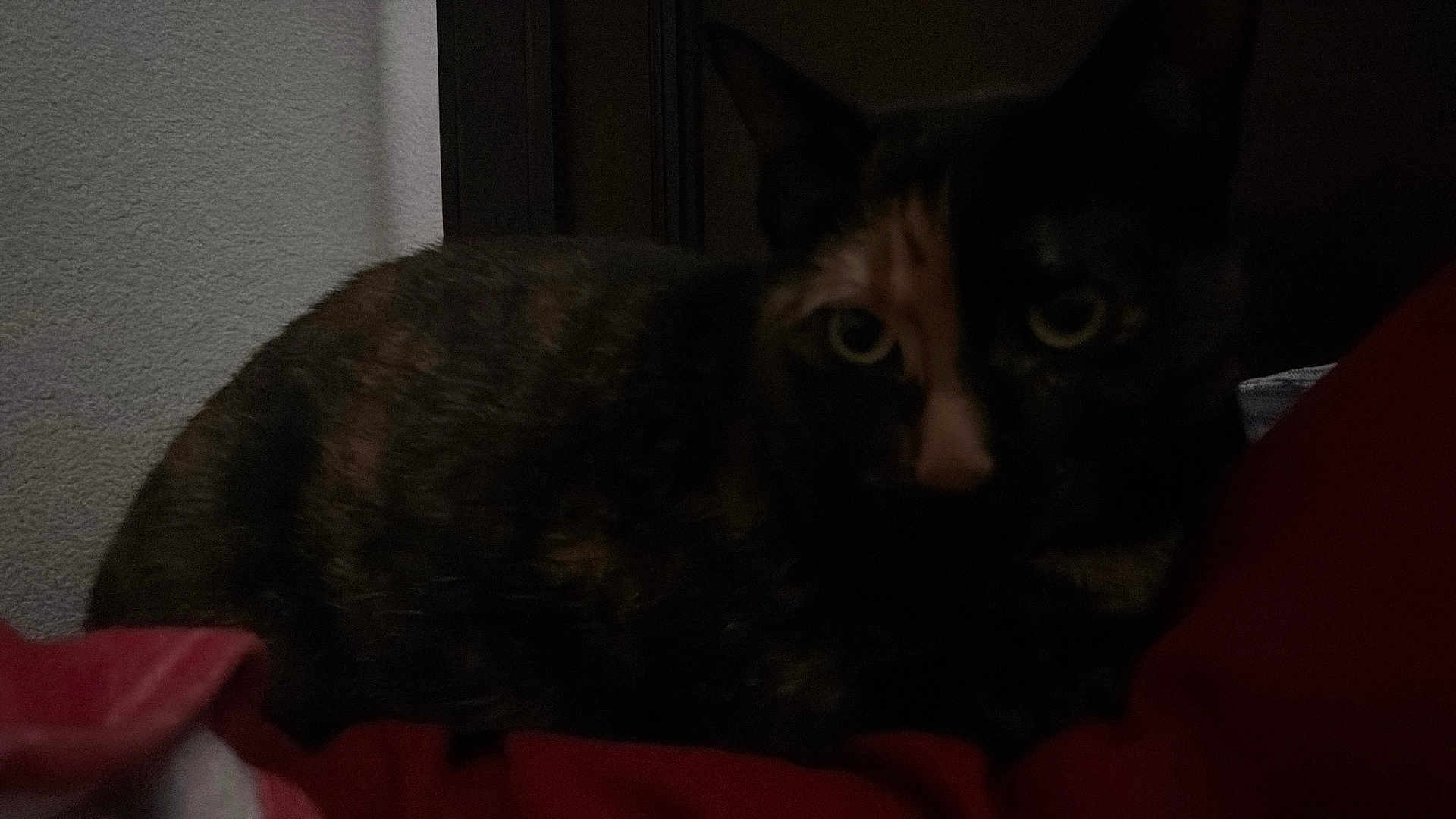 Nazereth joined the competition — help win amazing prizes! cat, tortoiseshell_cat, pet, animal, indoor, low_light, eyes, bed, blanket, wall, headboard, close_up, portrait, whiskers, ears, lying_down, fur, shadow, gaze, cozy