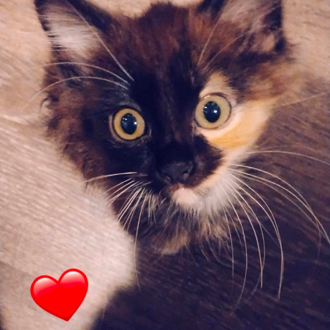 Ozzy is registered to the contest to win money with this photo: cat, kitten, tortoiseshell, fluffy, fur, whiskers, ears, eyes, wide_eyed, face, close_up, portrait, animal, pet, indoor, wooden_floor, warm_lighting, heart_emoji, curious, adorable