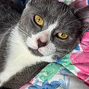 Willow joined the competition — help win amazing prizes! cat, close_up, gray_cat, white_fur, yellow_eyes, pet, animal, indoor, quilt, colorful, floral_pattern, relaxed, whiskers, cute, feline, face, fur, resting, comfort, domestic_cat