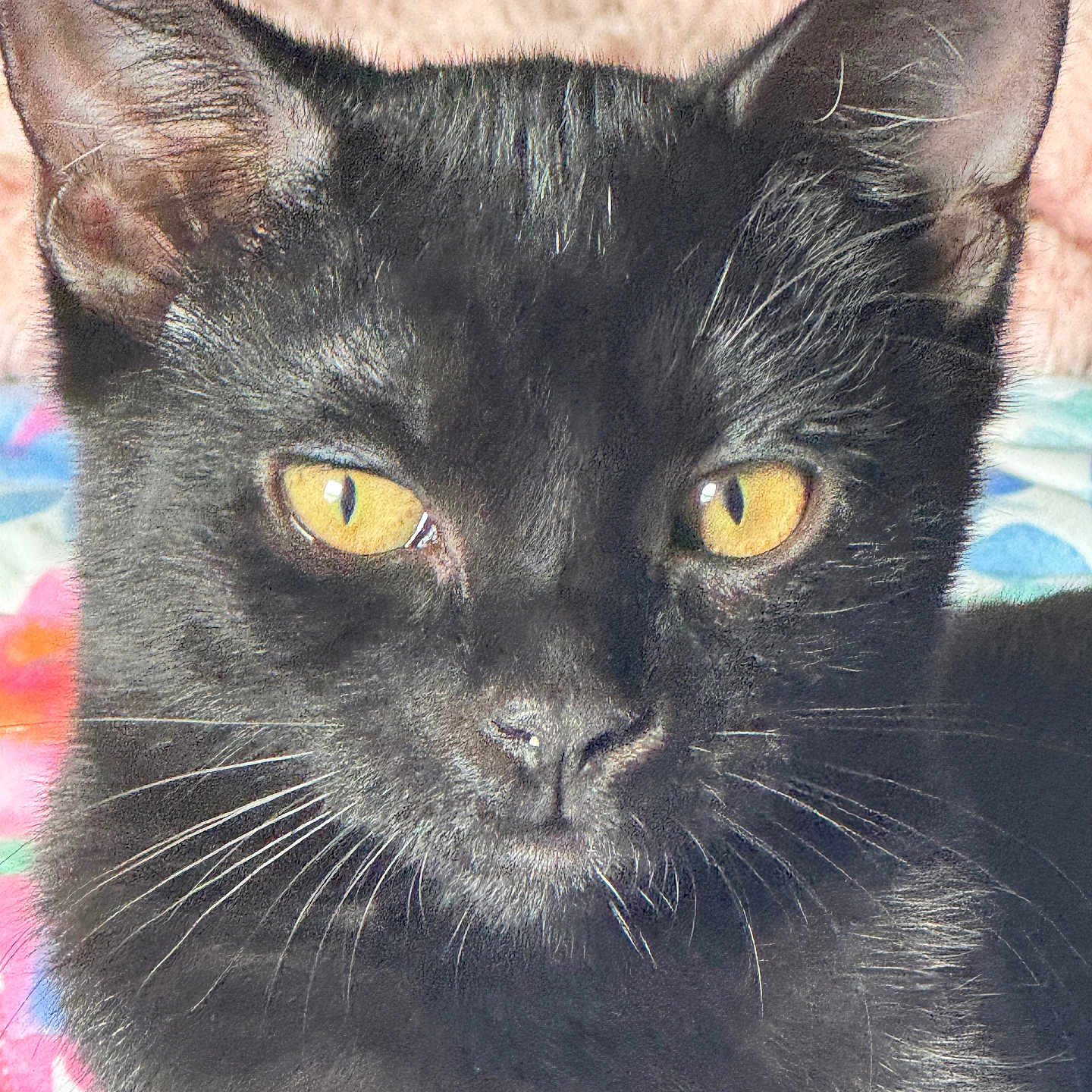 Daisy is registered to the contest to win money with this photo: animal, black_cat, blanket, close_up, colorful_background, cozy, curious, domestic_cat, ears, feline, fur, golden_eyes, indoor, looking_at_camera, nose, pet, portrait, soft_texture, whiskers, young_cat
