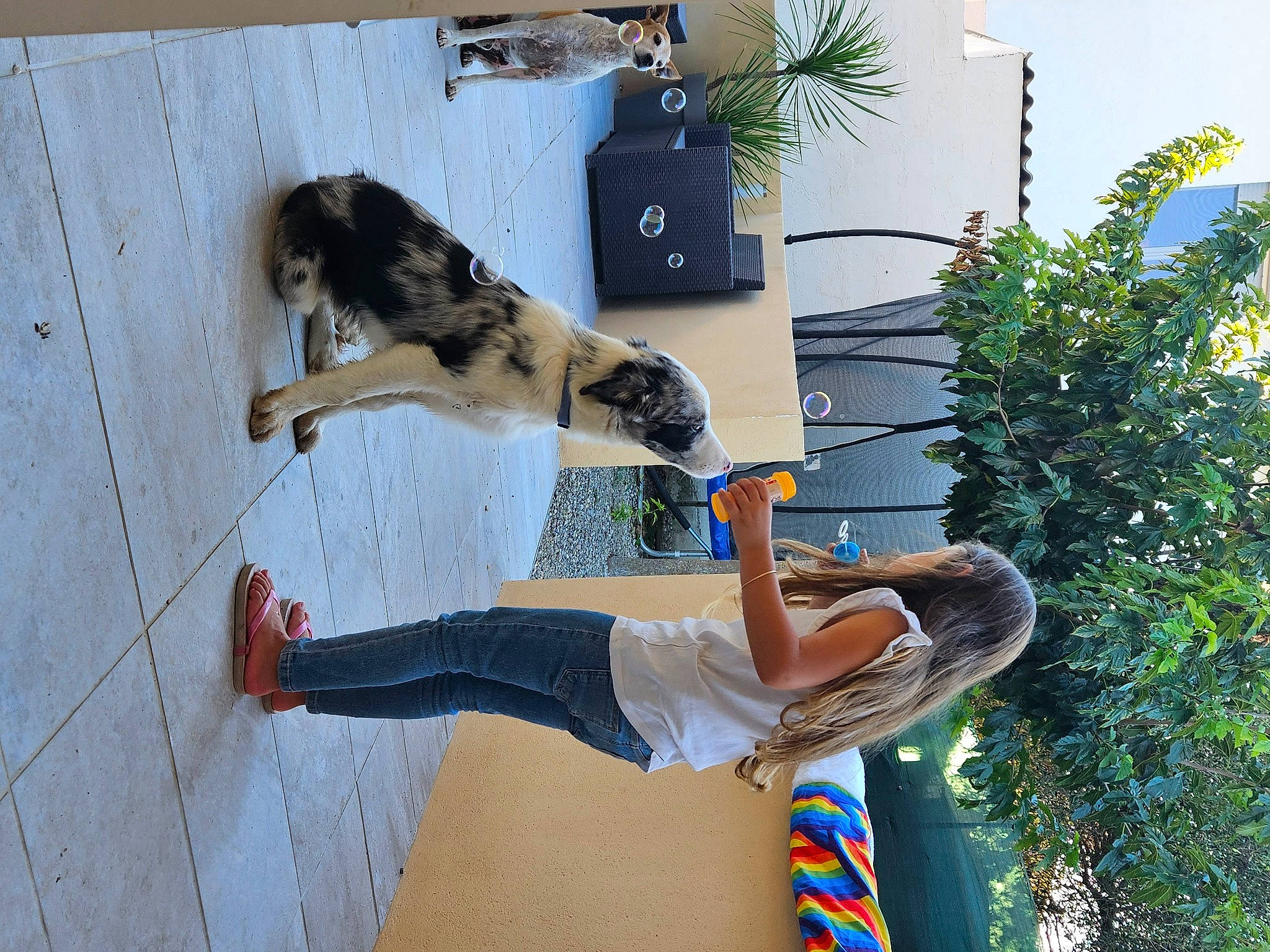 Léna participe au concours pour gagner de l'argent avec cette photo : carnivore, dog, dog_breed, elbow, flowerpot, fur, houseplant, human_leg, knee, leisure, person, pet_supply, plant, shoe, smile, sneakers, tail, thigh, tree, walking_shoe