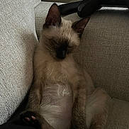 Jasper joined the competition — help win amazing prizes! kitten, cat, siamese, sleeping, couch, controller, indoor, pet, relaxed, paw, feline, fur, resting, cozy, home, animal, cute, small, seated, nap