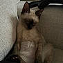 kitten, cat, siamese, sleeping, couch, controller, indoor, pet, relaxed, paw, feline, fur, resting, cozy, home, animal, cute, small, seated, nap