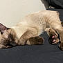 Jasper joined the competition — help win amazing prizes! cat, siamese_cat, sleeping, resting, paw, fur, indoor, pet, animal, closeup, relaxation, cozy, whiskers, ear, cute, feline, mammal, domestic_animal, soft, quiet